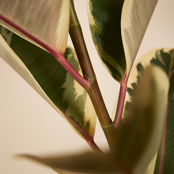 BLOOMIQUE - Ficus Elastica Tineke - Caoutchouc - Plante d'intérieur - Purificateur d'air - H. 90-110 cm - P. 27 - large