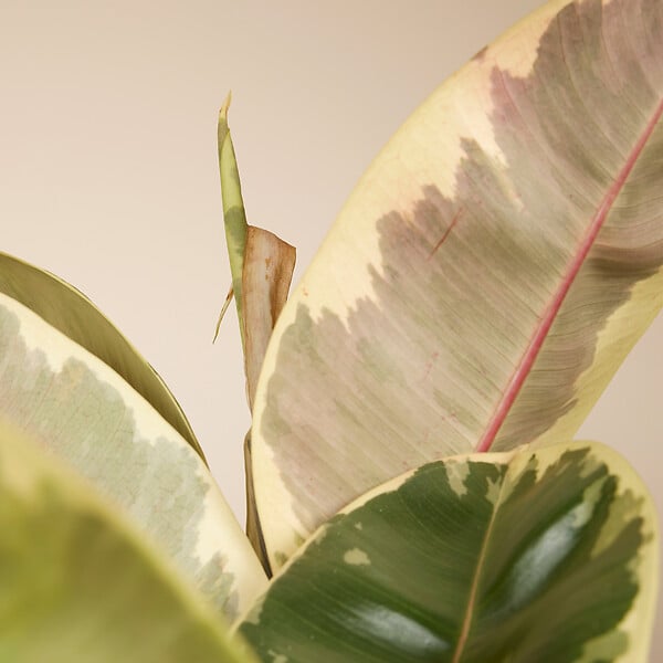 BLOOMIQUE - Ficus Elastica Tineke - Caoutchouc - Plante d'intérieur - Purificateur d'air - H. 90-110 cm - P. 27 - large