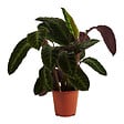 BLOOMIQUE - Calathea Warscewiczii - Plante paon - Plantes d'intérieur - Purificateur d'air - H. 50-70 cm - vignette