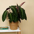BLOOMIQUE - Calathea Warscewiczii - Plante paon - Plantes d'intérieur - Purificateur d'air - H. 50-70 cm - vignette