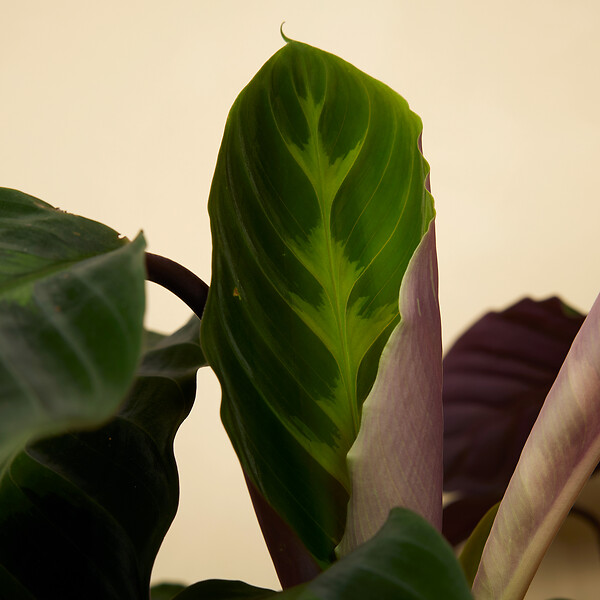 BLOOMIQUE - Calathea Warscewiczii - Plante paon - Plantes d'intérieur - Purificateur d'air - H. 50-70 cm - large