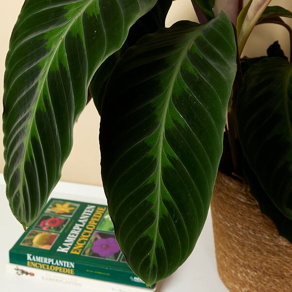 BLOOMIQUE - Calathea Warscewiczii - Plante paon - Plantes d'intérieur - Purificateur d'air - H. 50-70 cm - large