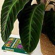 BLOOMIQUE - Calathea Warscewiczii - Plante paon - Plantes d'intérieur - Purificateur d'air - H. 50-70 cm - vignette