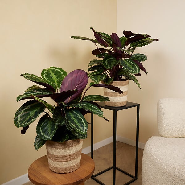 BLOOMIQUE - Lot de 2 - Calathea Medallion - Plante paon - Plantes d'intérieur - H. 70-90 cm - P. 19 cm - large