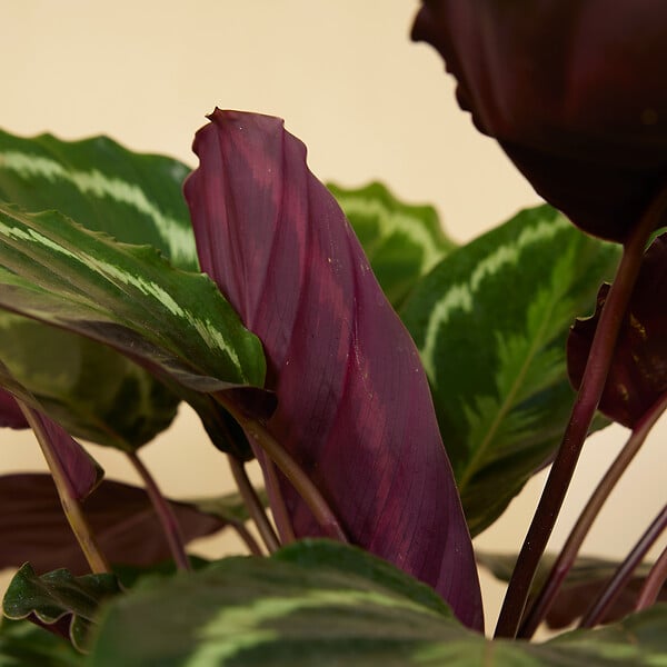 BLOOMIQUE - Lot de 2 - Calathea Medallion - Plante paon - Plantes d'intérieur - H. 70-90 cm - P. 19 cm - large