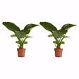 BLOOMIQUE - Lot de 2 - Alocasia Gageana California - Oreille d'éléphant - Plantes d'intérieur - H. 60-80 cm - vignette