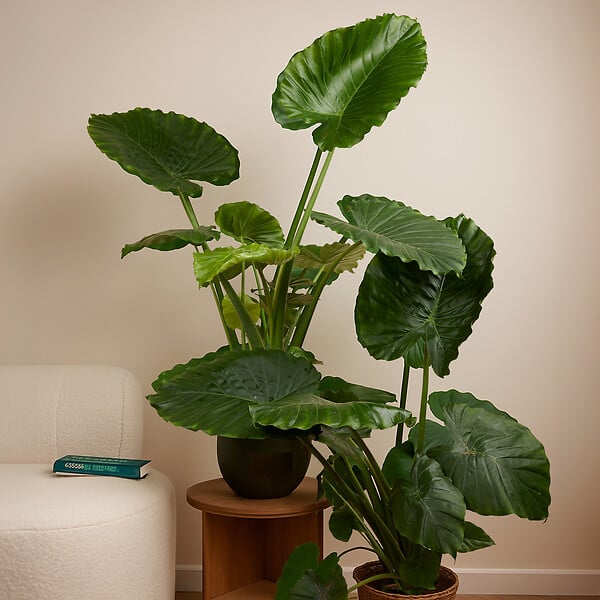 BLOOMIQUE - Lot de 2 - Alocasia Gageana California - Oreille d'éléphant - Plantes d'intérieur - H. 60-80 cm - large