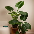 BLOOMIQUE - Lot de 2 - Alocasia Gageana California - Oreille d'éléphant - Plantes d'intérieur - H. 60-80 cm - vignette