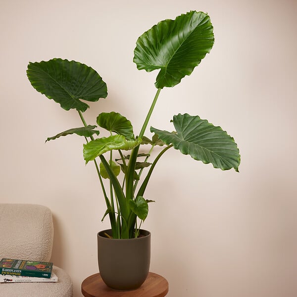 BLOOMIQUE - Lot de 2 - Alocasia Gageana California - Oreille d'éléphant - Plantes d'intérieur - H. 60-80 cm - large