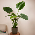 BLOOMIQUE - Lot de 2 - Alocasia Gageana California - Oreille d'éléphant - Plantes d'intérieur - H. 60-80 cm - vignette