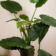 BLOOMIQUE - Lot de 2 - Alocasia Gageana California - Oreille d'éléphant - Plantes d'intérieur - H. 60-80 cm - vignette