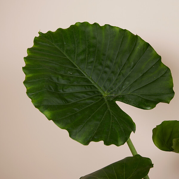 BLOOMIQUE - Lot de 2 - Alocasia Gageana California - Oreille d'éléphant - Plantes d'intérieur - H. 60-80 cm - large