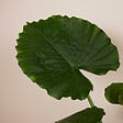 BLOOMIQUE - Lot de 2 - Alocasia Gageana California - Oreille d'éléphant - Plantes d'intérieur - H. 60-80 cm - vignette
