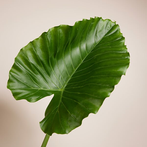 BLOOMIQUE - Lot de 2 - Alocasia Gageana California - Oreille d'éléphant - Plantes d'intérieur - H. 60-80 cm - large