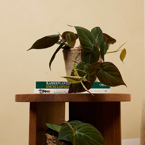 BLOOMIQUE - Philodendron Scandens Micans - Plante retombante - H. 15-20 cm - P. 12 cm - large