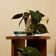 BLOOMIQUE - Philodendron Scandens Micans - Plante retombante - H. 15-20 cm - P. 12 cm - vignette