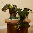 BLOOMIQUE - Philodendron Scandens Micans - Plante retombante - H. 15-20 cm - P. 12 cm - vignette
