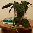 BLOOMIQUE - Philodendron Scandens Micans - Plante retombante - H. 15-20 cm - P. 12 cm - vignette