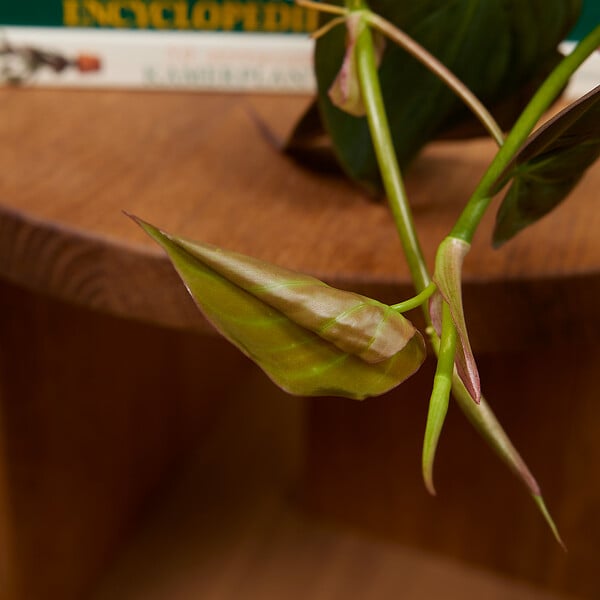 BLOOMIQUE - Philodendron Scandens Micans - Plante retombante - H. 15-20 cm - P. 12 cm - large