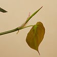 BLOOMIQUE - Philodendron Scandens Micans - Plante retombante - H. 15-20 cm - P. 12 cm - vignette