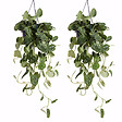 BLOOMIQUE - Lot de 2 - Scindapsus Pictus - Silvervine - Plante suspendue - H. 20-25 cm - P. 15 cm - vignette