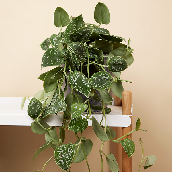BLOOMIQUE - Lot de 2 - Scindapsus Pictus - Silvervine - Plante suspendue - H. 20-25 cm - P. 15 cm - large