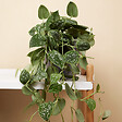 BLOOMIQUE - Lot de 2 - Scindapsus Pictus - Silvervine - Plante suspendue - H. 20-25 cm - P. 15 cm - vignette