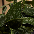 BLOOMIQUE - Lot de 2 - Scindapsus Pictus - Silvervine - Plante suspendue - H. 20-25 cm - P. 15 cm - vignette