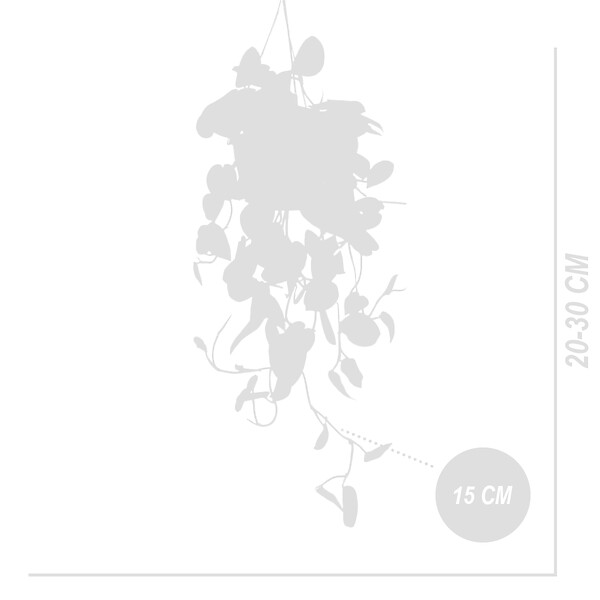 BLOOMIQUE - Lot de 2 - Scindapsus Pictus - Silvervine - Plante suspendue - H. 20-25 cm - P. 15 cm - large