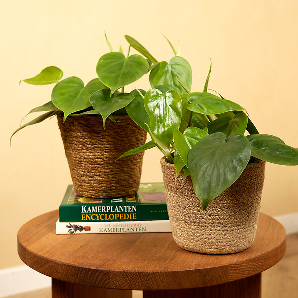BLOOMIQUE - Philodendron Scandens - Plante retombante - H. 15-20 cm - P. 12 cm - large