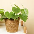 BLOOMIQUE - Philodendron Scandens - Plante retombante - H. 15-20 cm - P. 12 cm - vignette