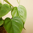 BLOOMIQUE - Philodendron Scandens - Plante retombante - H. 15-20 cm - P. 12 cm - vignette