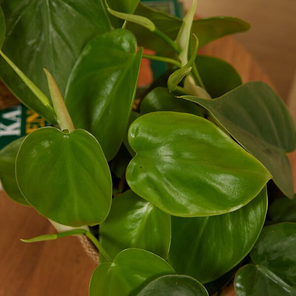 BLOOMIQUE - Philodendron Scandens - Plante retombante - H. 15-20 cm - P. 12 cm - large