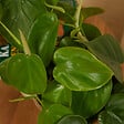BLOOMIQUE - Philodendron Scandens - Plante retombante - H. 15-20 cm - P. 12 cm - vignette