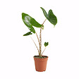 BLOOMIQUE - Alocasia Zebrina - Oreille d'éléphant - Plante d'intérieur - Purificateur d'air - H. 30-50 cm - vignette