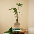BLOOMIQUE - Alocasia Zebrina - Oreille d'éléphant - Plante d'intérieur - Purificateur d'air - H. 30-50 cm - vignette