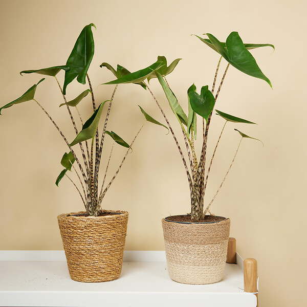 BLOOMIQUE - Alocasia Zebrina - Oreille d'éléphant - Plante d'intérieur - Purificateur d'air - H. 30-50 cm - large