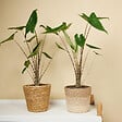 BLOOMIQUE - Alocasia Zebrina - Oreille d'éléphant - Plante d'intérieur - Purificateur d'air - H. 30-50 cm - vignette