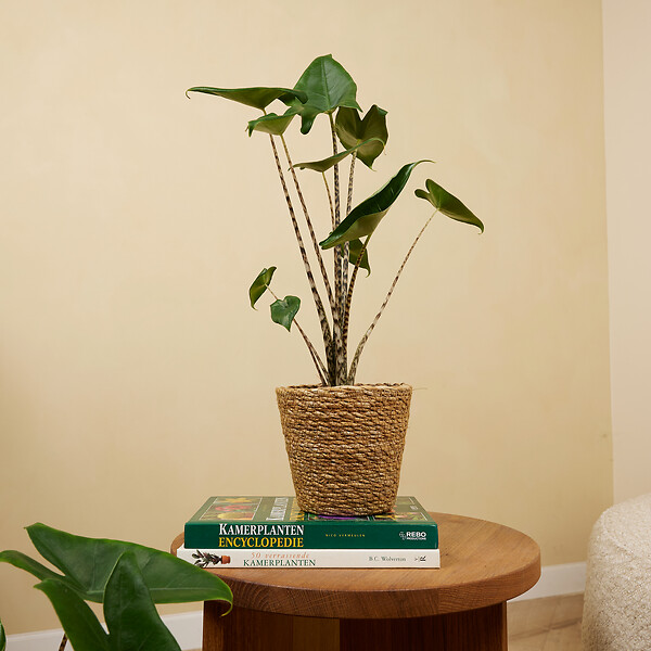 BLOOMIQUE - Alocasia Zebrina - Oreille d'éléphant - Plante d'intérieur - Purificateur d'air - H. 30-50 cm - large