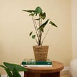 BLOOMIQUE - Alocasia Zebrina - Oreille d'éléphant - Plante d'intérieur - Purificateur d'air - H. 30-50 cm - vignette