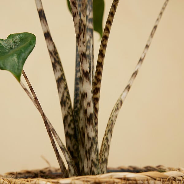 BLOOMIQUE - Alocasia Zebrina - Oreille d'éléphant - Plante d'intérieur - Purificateur d'air - H. 30-50 cm - large