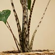 BLOOMIQUE - Alocasia Zebrina - Oreille d'éléphant - Plante d'intérieur - Purificateur d'air - H. 30-50 cm - vignette