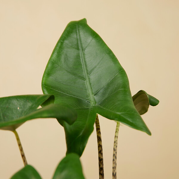 BLOOMIQUE - Alocasia Zebrina - Oreille d'éléphant - Plante d'intérieur - Purificateur d'air - H. 30-50 cm - large