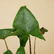 BLOOMIQUE - Alocasia Zebrina - Oreille d'éléphant - Plante d'intérieur - Purificateur d'air - H. 30-50 cm - vignette