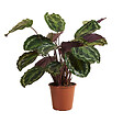 BLOOMIQUE - Calathea Medallion - Plante paon - Plantes d'intérieur - Purificateur d'air - H. 70-90 cm - vignette