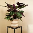 BLOOMIQUE - Calathea Medallion - Plante paon - Plantes d'intérieur - Purificateur d'air - H. 70-90 cm - vignette
