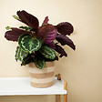 BLOOMIQUE - Calathea Medallion - Plante paon - Plantes d'intérieur - Purificateur d'air - H. 70-90 cm - vignette