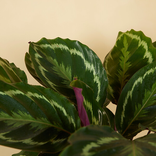 BLOOMIQUE - Calathea Medallion - Plante paon - Plantes d'intérieur - Purificateur d'air - H. 70-90 cm - large