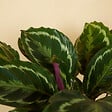BLOOMIQUE - Calathea Medallion - Plante paon - Plantes d'intérieur - Purificateur d'air - H. 70-90 cm - vignette