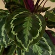 BLOOMIQUE - Calathea Medallion - Plante paon - Plantes d'intérieur - Purificateur d'air - H. 70-90 cm - vignette